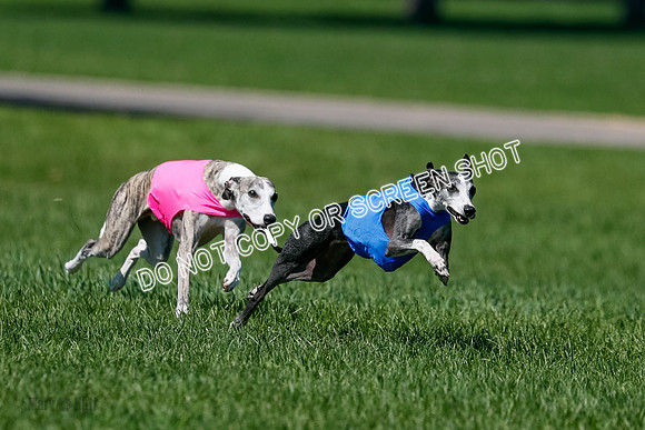 Whippet Finals Leni, Thor, Winnie-4161