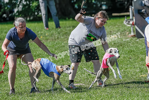 Whippet Prelim Winnie, Thor, Leni-3115