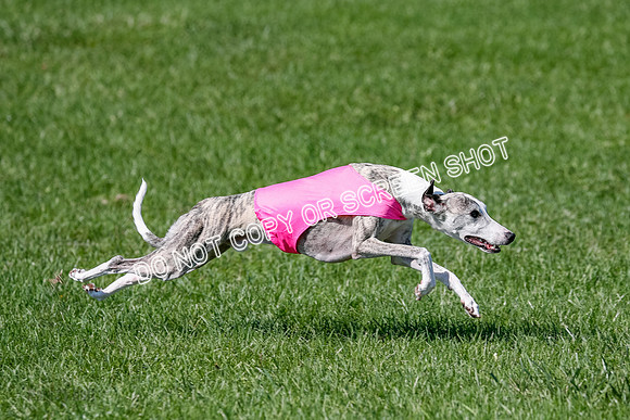 Whippet Prelim Winnie, Thor, Leni-3128