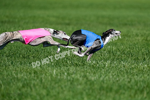 Whippet Finals Leni, Thor, Winnie-4177