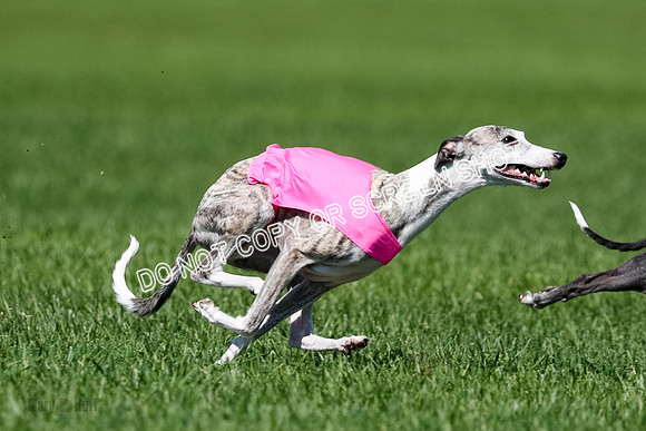 Whippet Finals Leni, Thor, Winnie-4172