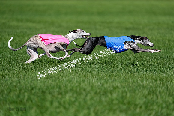 Whippet Finals Leni, Thor, Winnie-4176