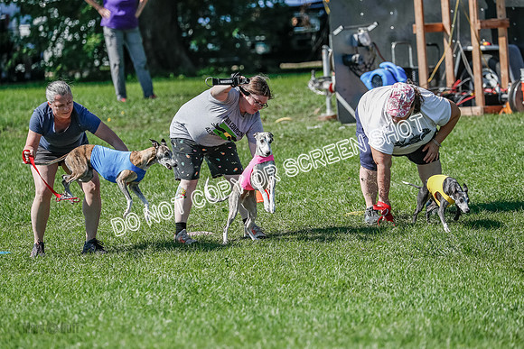 Whippet Prelim Winnie, Thor, Leni-3113
