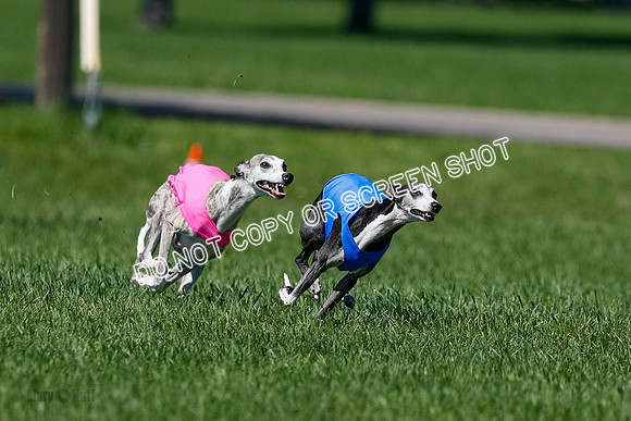 Whippet Finals Leni, Thor, Winnie-4159