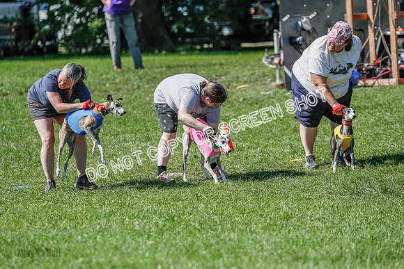 Whippet Prelim Winnie, Thor, Leni-3107