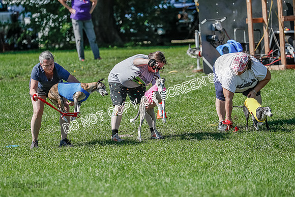 Whippet Prelim Winnie, Thor, Leni-3112