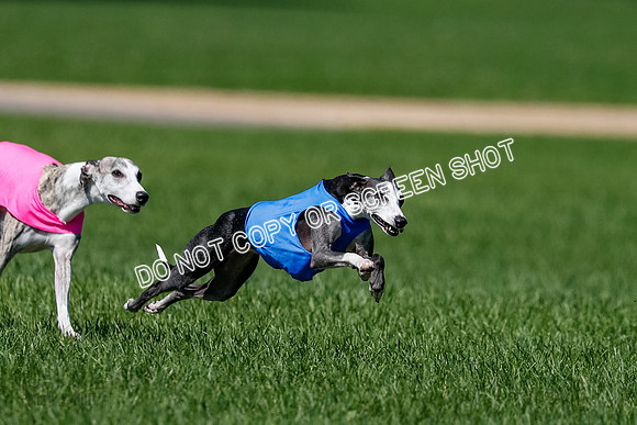 Whippet Finals Leni, Thor, Winnie-4165