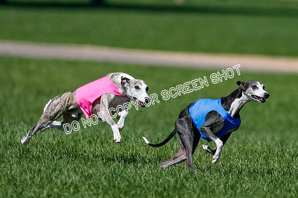 Whippet Finals Leni, Thor, Winnie-4164