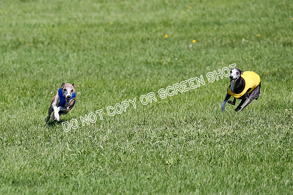 Whippet Prelim Winnie, Thor, Leni-3139