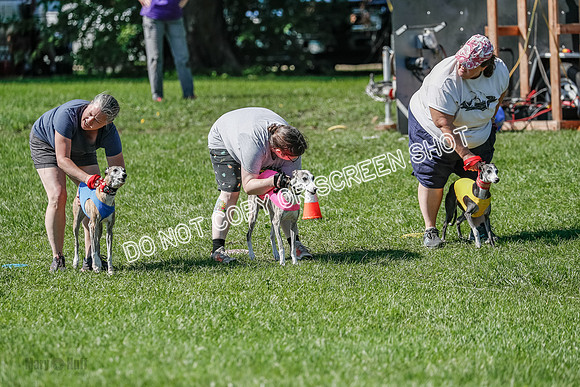 Whippet Prelim Winnie, Thor, Leni-3104