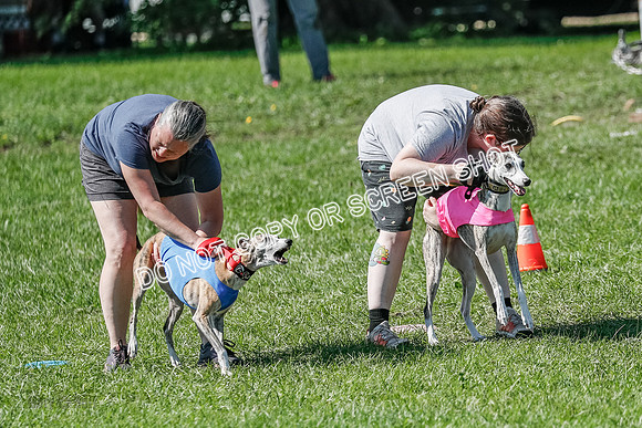 Whippet Prelim Winnie, Thor, Leni-3111