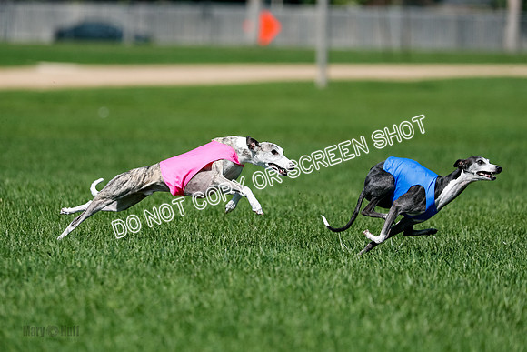 Whippet Finals Leni, Thor, Winnie-4170