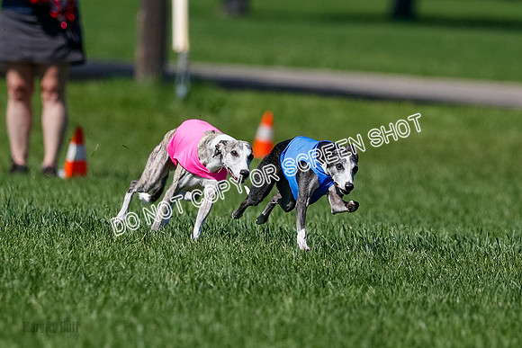 Whippet Finals Leni, Thor, Winnie-4158