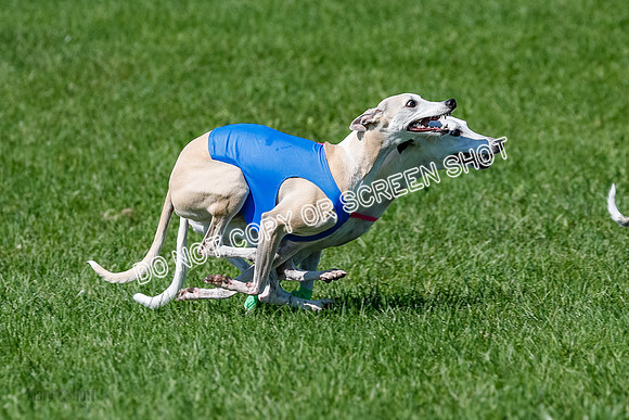 Whippet Prelim Archer, Wyatt, Raya-3185
