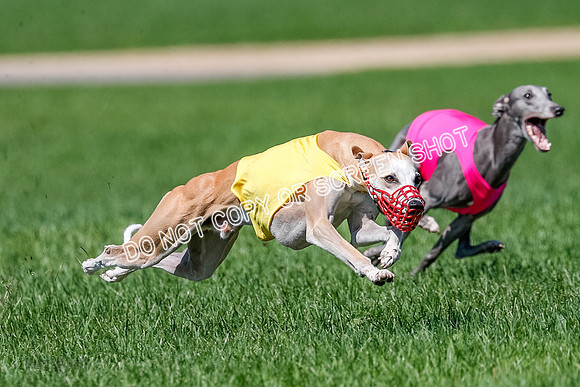 Whippet Jed, Pearl-4070