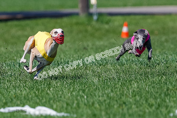 Whippet Jed, Pearl-4064
