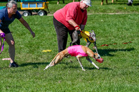 Whippet Prelim Zed Pearl-3066