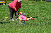 Whippet Prelim Zed Pearl-3067