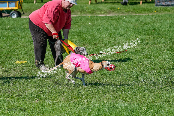 Whippet Prelim Zed Pearl-3067