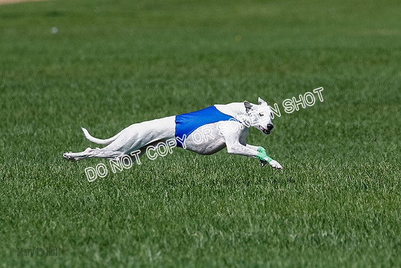 Whippet Raya, Archer, Wyatt-4119