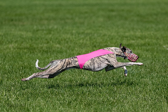 Whippet Raya, Archer, Wyatt-4131