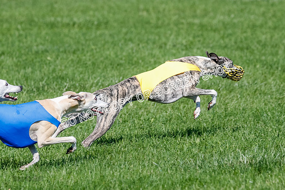 Whippet Prelim Archer, Wyatt, Raya-3190