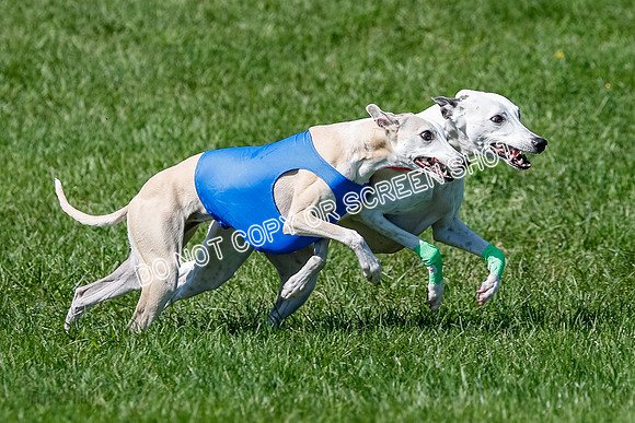 Whippet Prelim Archer, Wyatt, Raya-3179