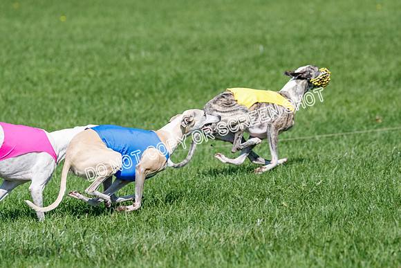 Whippet Prelim Archer, Wyatt, Raya-3192