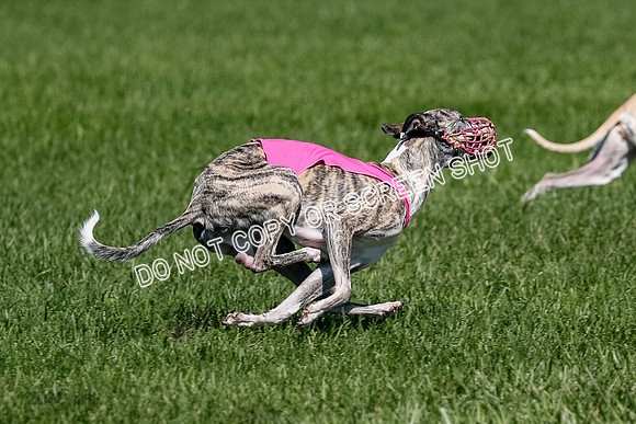 Whippet Raya, Archer, Wyatt-4133