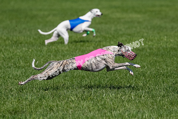 Whippet Raya, Archer, Wyatt-4127