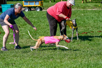Whippet Prelim Zed Pearl-3065