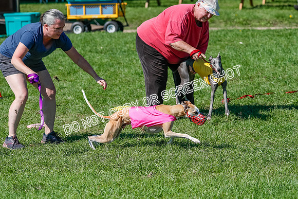 Whippet Prelim Zed Pearl-3065