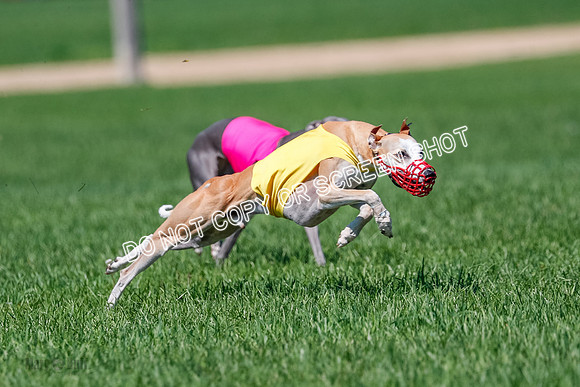 Whippet Jed, Pearl-4073