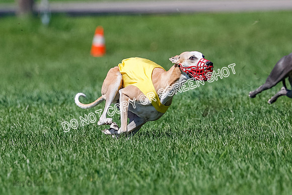 Whippet Jed, Pearl-4066