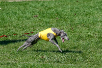 Whippet Prelim Zed Pearl-3071