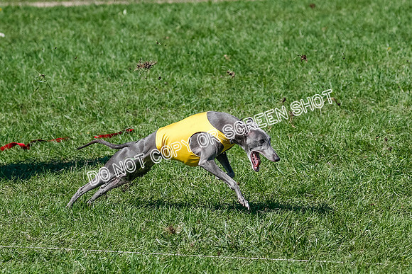 Whippet Prelim Zed Pearl-3071