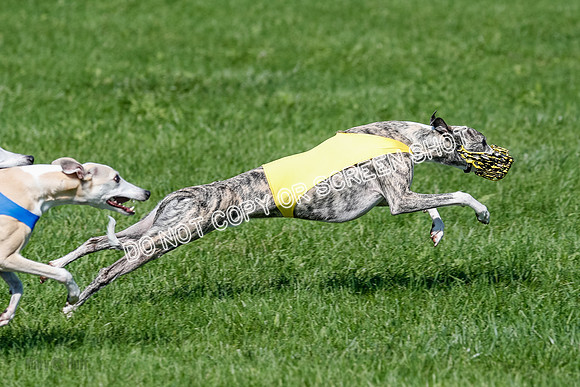 Whippet Prelim Archer, Wyatt, Raya-3187