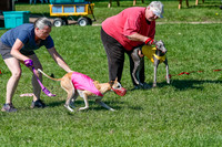 Whippet Prelim Zed Pearl-3064