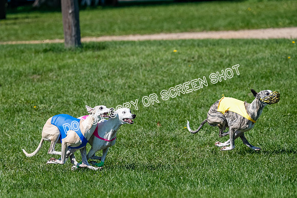 Whippet Prelim Archer, Wyatt, Raya-3178