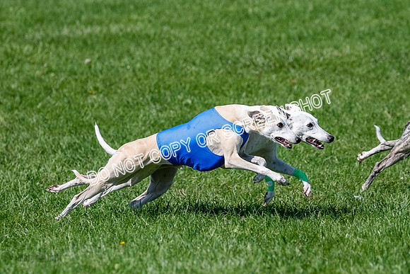 Whippet Prelim Archer, Wyatt, Raya-3183