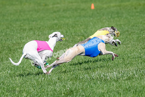 Whippet Prelim Archer, Wyatt, Raya-3197