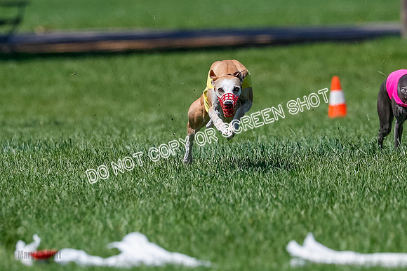 Whippet Jed, Pearl-4063