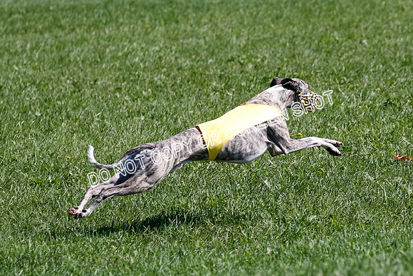 Whippet Prelim Archer, Wyatt, Raya-3222