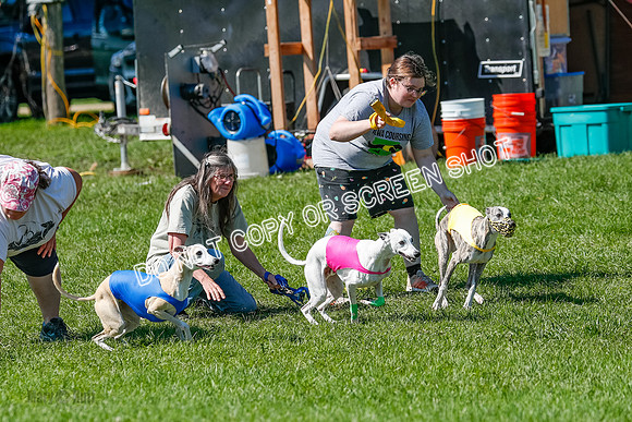 Whippet Prelim Archer, Wyatt, Raya-3168