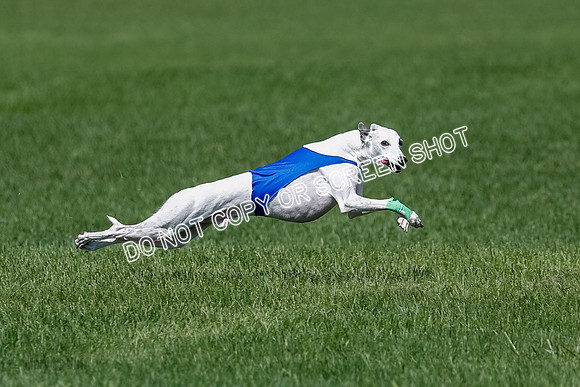 Whippet Raya, Archer, Wyatt-4123