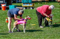 Whippet Prelim Zed Pearl-3061