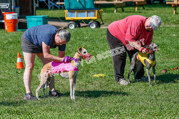 Whippet Prelim Zed Pearl-3061