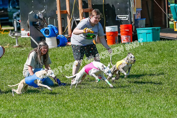 Whippet Prelim Archer, Wyatt, Raya-3169