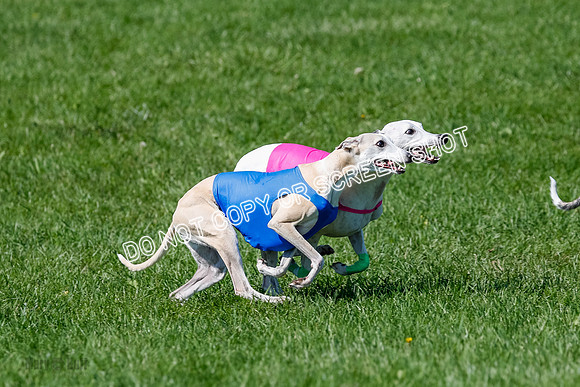Whippet Prelim Archer, Wyatt, Raya-3182
