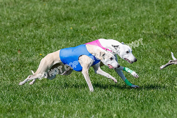 Whippet Prelim Archer, Wyatt, Raya-3180
